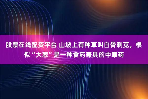 股票在线配资平台 山坡上有种草叫白骨刺苋，根似“大葱”是一种食药兼具的中草药