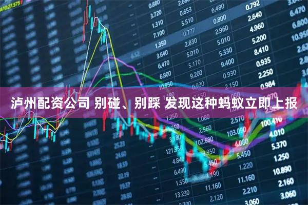泸州配资公司 别碰、别踩 发现这种蚂蚁立即上报